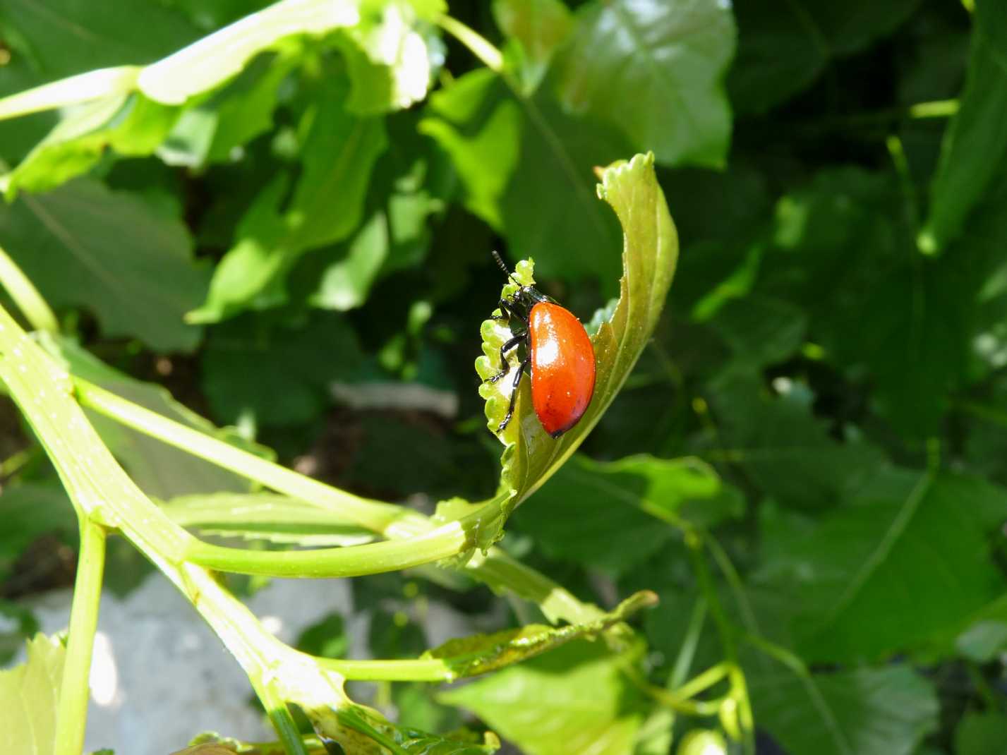 Chrysomela populi